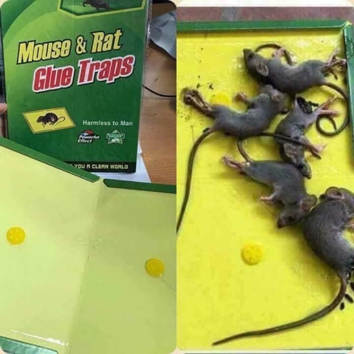 Bẫy keo dính chuột